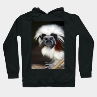 Cotton-top Tamarin Hoodie